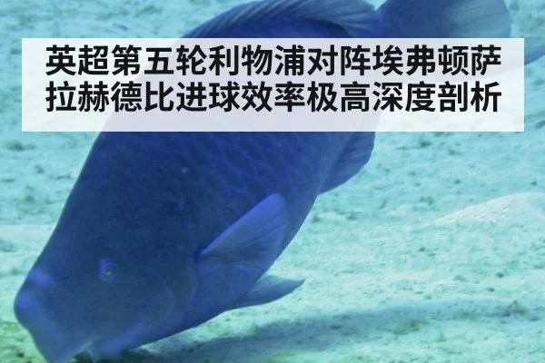 英超第五轮利物浦对阵埃弗顿萨拉赫德比进球效率极高深度剖析